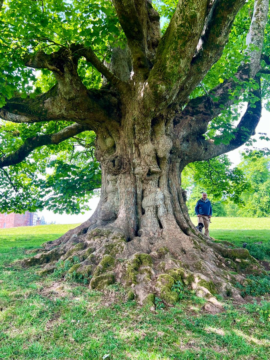 TiCLme's tweet image. #thicktrunktuesday a #GreatTree for you (Adrian &amp;amp; Cookie for scale)

The Drumlanrig Sycamore is 300 years old and the the largest in the UK 🤩

#GreatTreesof Dumfries &amp;amp; Galloway

Great Trees of Britain #GTOB 🏆🌳 🇬🇧