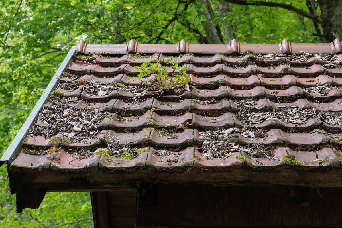 xipteras's tweet image. Tech based 🌿#AnythingIsPossible