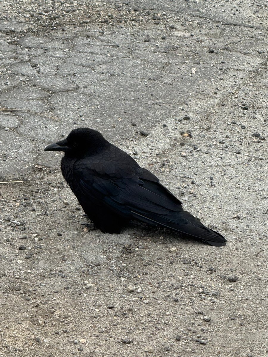 _axeIvasa2's tweet image. Meet Zoro!