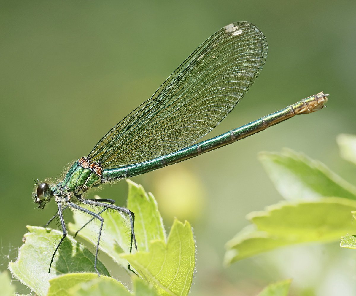 nikols_steve's tweet image. Female Banded Demoiselle, Brandon Marsh. @BDSdragonflies @WKWT