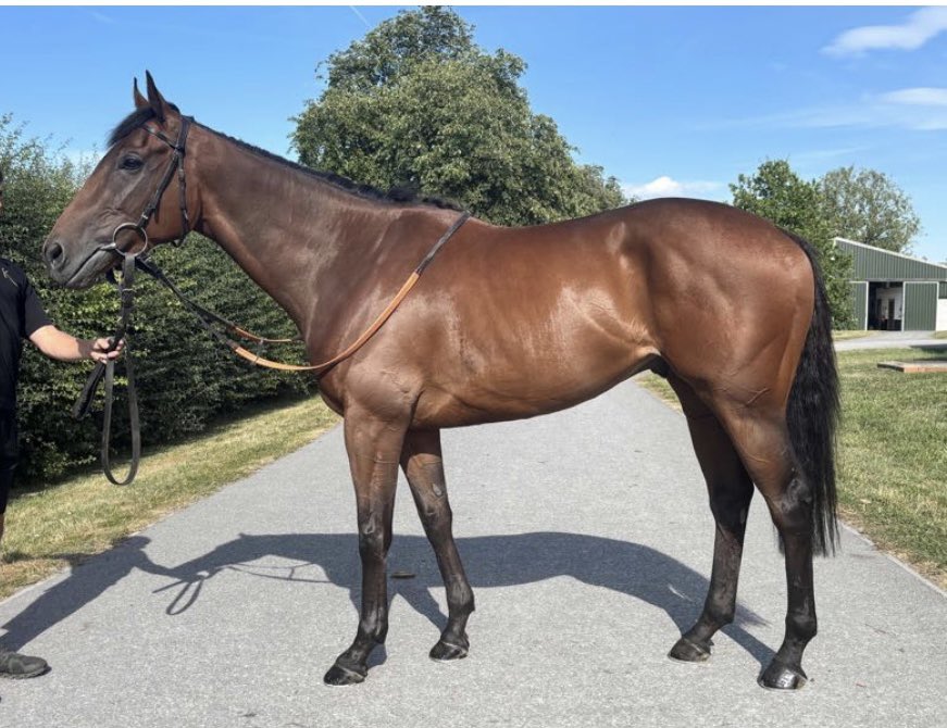 Blue Diamond Stud (@bluediamondstd) on Twitter photo 4 3yos selling today <a href="/Tattersalls1766/">Tattersalls</a>
Including 2 promising last time winners in CHINKARA (Lot 89; winner at Yarmouth) and BOUBYAN (Lot 305; winner at Newbury)
Plus well related fillies by WOOTTON BASSETT & STUDY OF MAN
Find out more bluediamondstud.com/bloodstock-sal⦠4 3yos selling today <a href="/Tattersalls1766/">Tattersalls</a>
Including 2 promising last time winners in CHINKARA (Lot 89; winner at Yarmouth) and BOUBYAN (Lot 305; winner at Newbury)
Plus well related fillies by WOOTTON BASSETT & STUDY OF MAN
Find out more bluediamondstud.com/bloodstock-salā¦