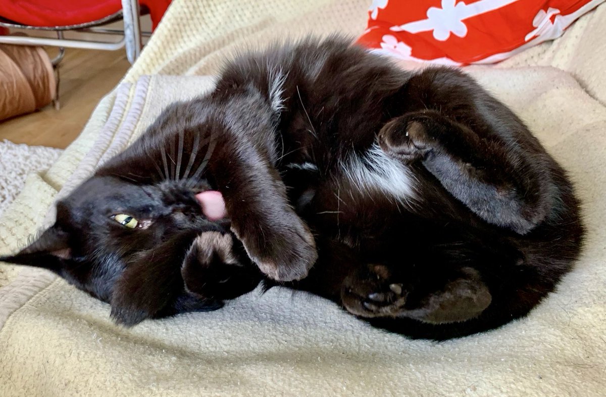 PickleAndNancy's tweet image. Happy #tongueouttuesday furiends! Hope you have a wonderful day, love Pickle 💕🐈‍⬛