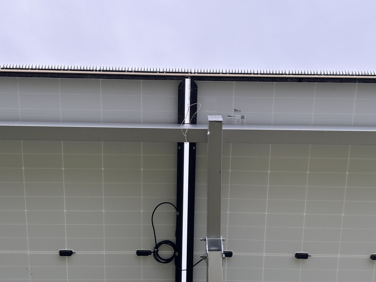 Right, ya blimmen pigeons… Try sitting on THAT!!