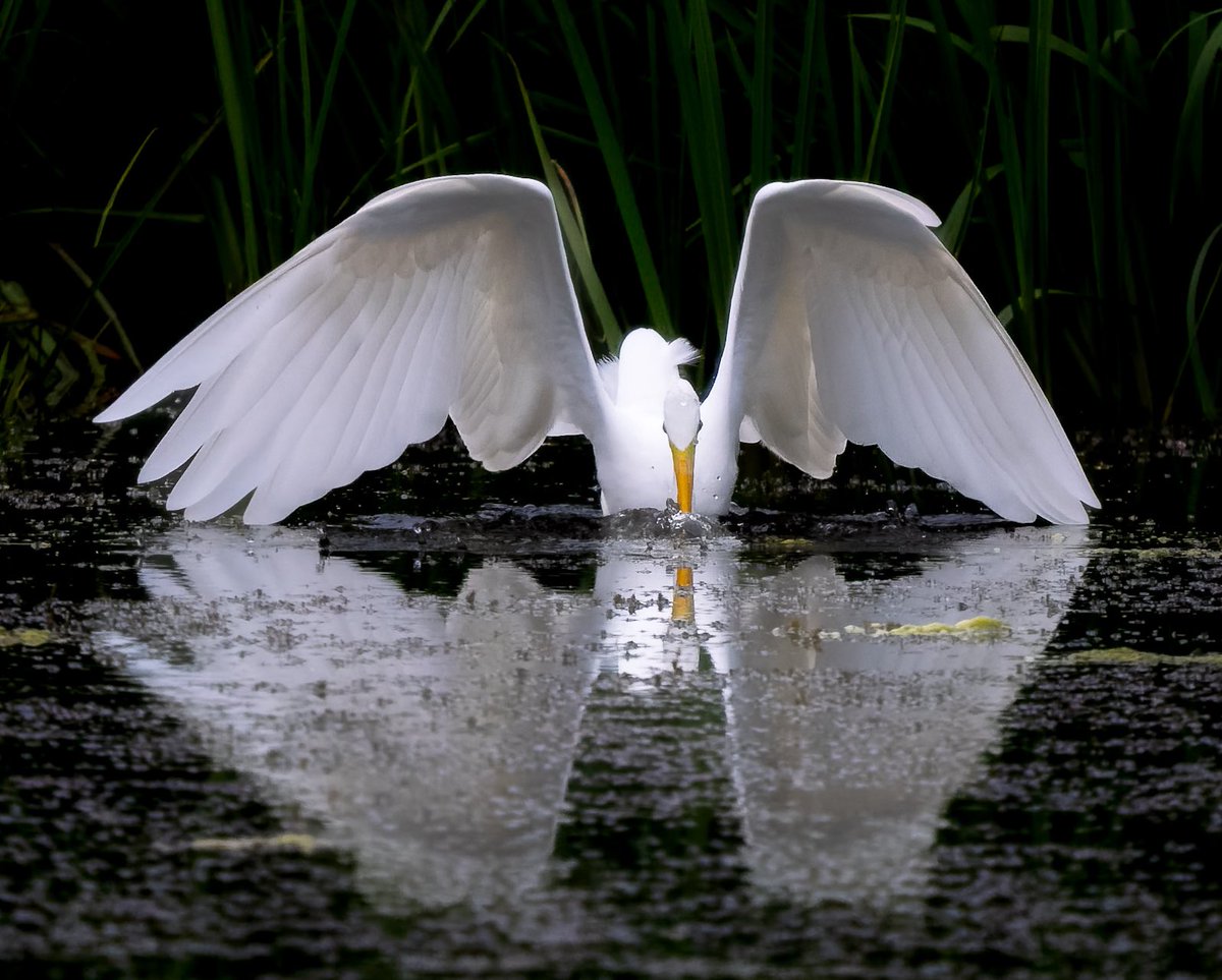 Andrew Fusek Peters (@2peters) on Twitter photo When great white egret appeared at the lake for the first time in 2018, I dreamed of getting a shot like this. OM1 150-400 <a href="/Natures_Voice/">RSPB</a> <a href="/ShropsWildlife/">Shropshire Wildlife Trust</a> <a href="/OMSYSTEMcameras/">OM SYSTEM Cameras</a> <a href="/BBCSpringwatch/">BBC Springwatch</a> <a href="/BirdwatchExtra/">Birdwatch</a> <a href="/NatGeoYourShot/">NG Your Shot</a> <a href="/NatGeoPhotos/">Nat Geo Photography</a> When great white egret appeared at the lake for the first time in 2018, I dreamed of getting a shot like this. OM1 150-400 <a href="/Natures_Voice/">RSPB</a> <a href="/ShropsWildlife/">Shropshire Wildlife Trust</a> <a href="/OMSYSTEMcameras/">OM SYSTEM Cameras</a> <a href="/BBCSpringwatch/">BBC Springwatch</a> <a href="/BirdwatchExtra/">Birdwatch</a> <a href="/NatGeoYourShot/">NG Your Shot</a> <a href="/NatGeoPhotos/">Nat Geo Photography</a>