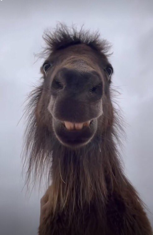 ایران اِشغالی tweet media