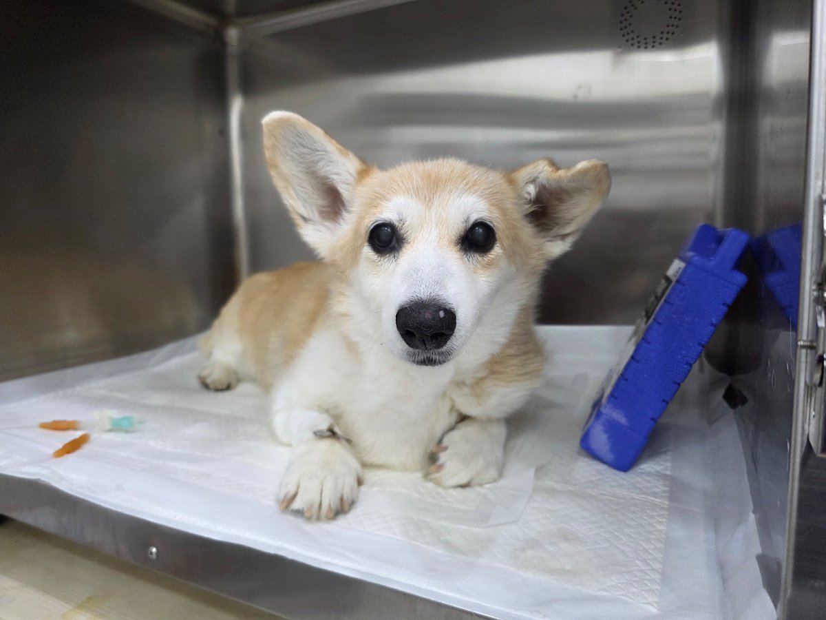 michelle_corgi's tweet photo. 병원에서 보내주신 사진. 이쁜 내새끼ㅠ https://t.co/dez8jqr9Cc