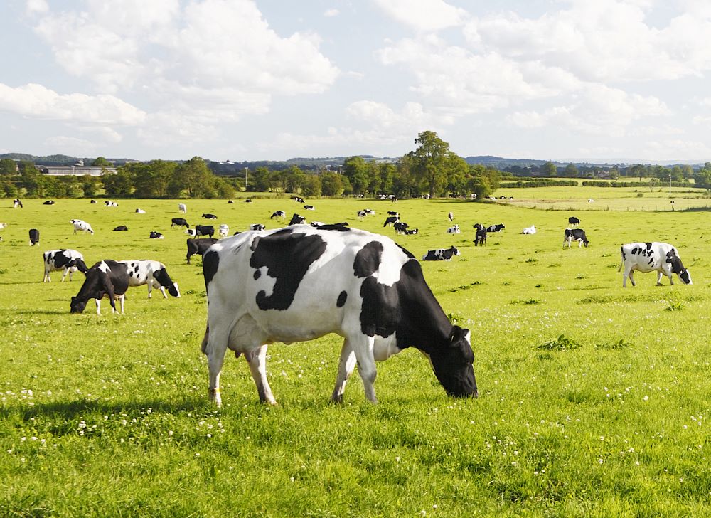 Thanks to farmers and their cows, more than 6 billion people have access to nutritious dairy, containing essential nutrients such as calcium and protein 🥛🧀  important for growth and development in childhood and throughout life. 🧑‍🌾🐄 #cowappreciationday