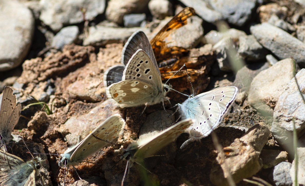 jpcancela1's tweet image. More than 60 species seen yesterday in our Spanish Pyrenees tour!! We are at the right time to see all the blues🦋 such as Glandon, Mazarine, Escher's, Amanda's, Turquoise, Chalkhill, Idas, Osiris and many more.