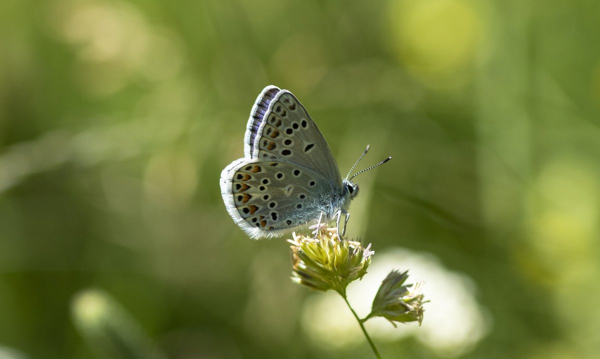 jpcancela1's tweet image. More than 60 species seen yesterday in our Spanish Pyrenees tour!! We are at the right time to see all the blues🦋 such as Glandon, Mazarine, Escher's, Amanda's, Turquoise, Chalkhill, Idas, Osiris and many more.