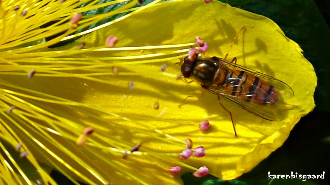 KarenBisgaard1's tweet image. karensnaturephotography.blogspot.com/2025/07/hoverf…
#hypericum #hoverfly #naturephotography