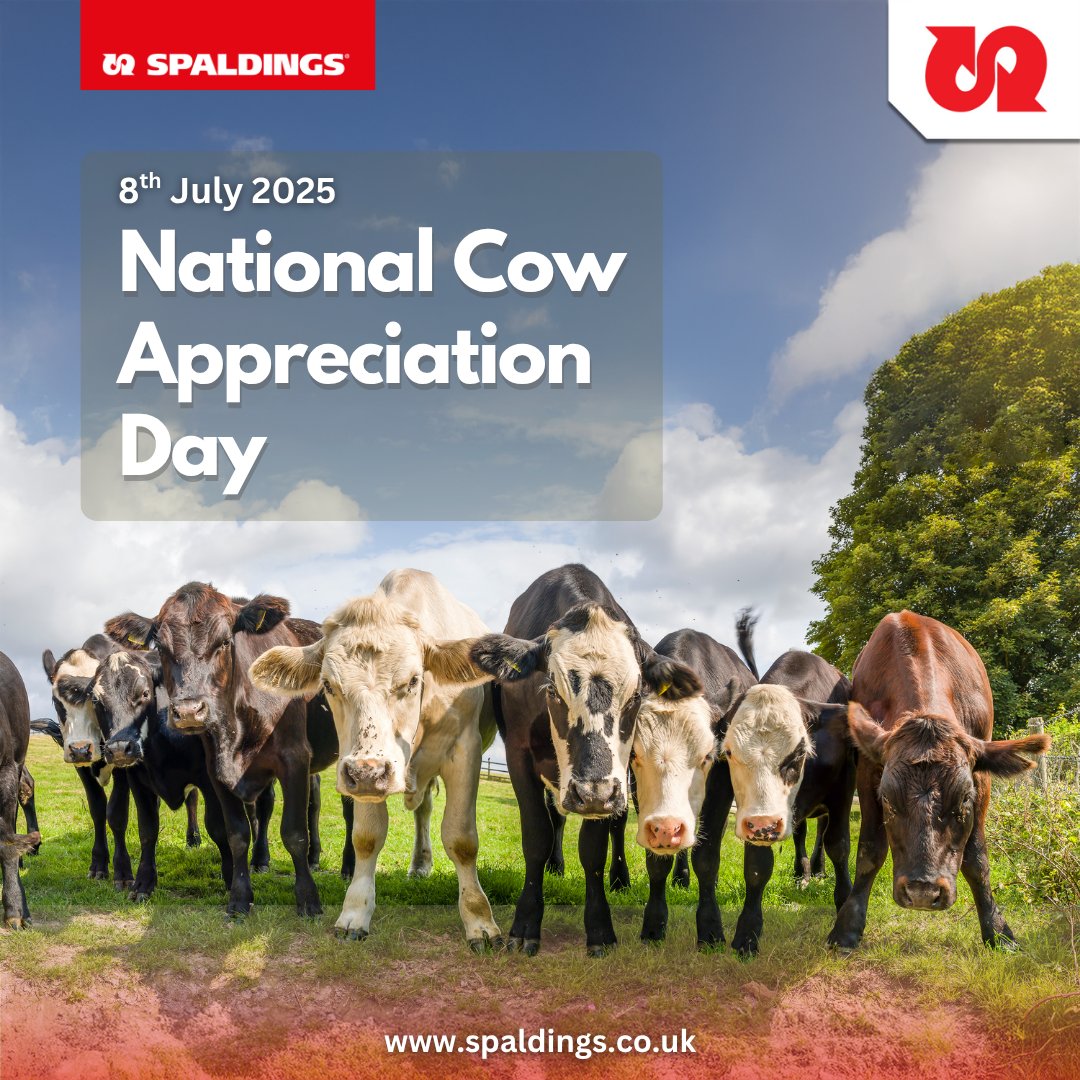 Spaldings's tweet image. 🐄 Udderly Fabulous!
Happy #CowAppreciationDay!
Let’s moo-ve over for our amazing bovine buddies 🐮 and the farmers who care for them every day.
Thanks for the milk, the moo-sic, and the memories! 💛🥛 #FarmLife
