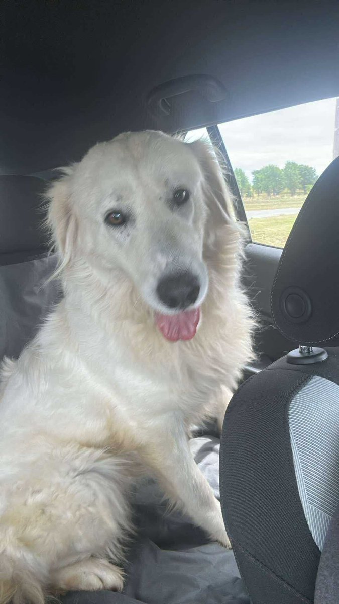 Welcome the newest foster to the house! Naga is a 2 year old Great Pyrenees. Once we get her all healthy and trained up she'll be up for adoption if you're in the Tulsa area.