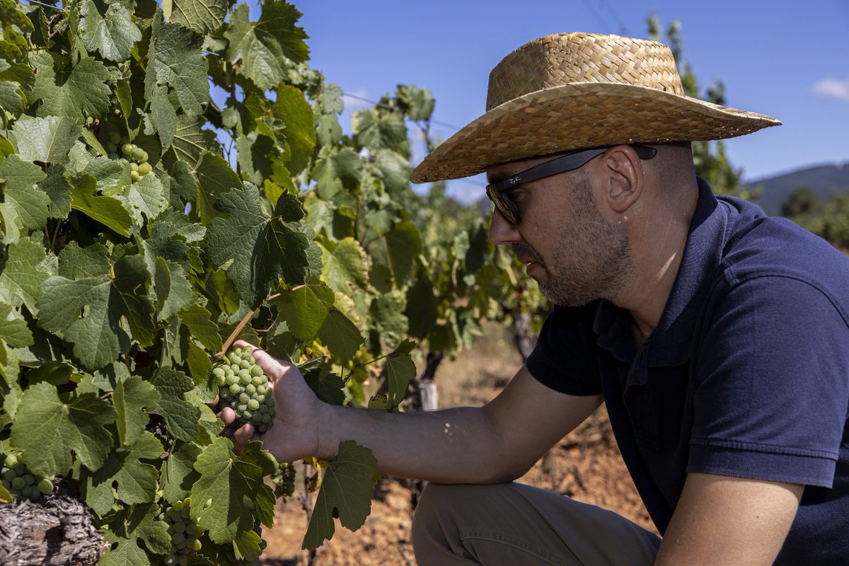 Interesante reportaje sobre la variedad GODELLO en <a href="/abc_es/">ABC.es</a> escrito por <a href="/lauraslara/">Laura S. Lara</a> 
Para nuestro director técnico, Rafa Somonte, la #godello ha venido a ocupar un hueco en el mercado porque imprime carácter del terruño.
<a href="/DOBierzo/">C.R.D.O. Bierzo</a> #BierzoAlto