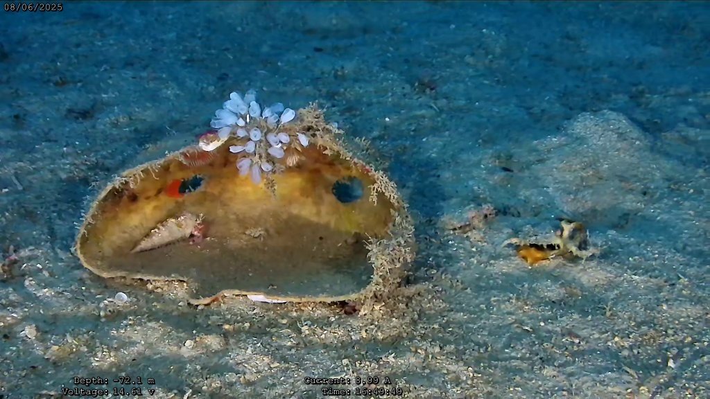 New zoning of Ponent marine reserve (Spain):
🎣Does not include areas of strict protection because fishing will occur in all the reserve
🪸Leaves unprotected an area home to vulnerable ecosystems
We support science that recommends to strictly safeguard 1/3 of every protected area