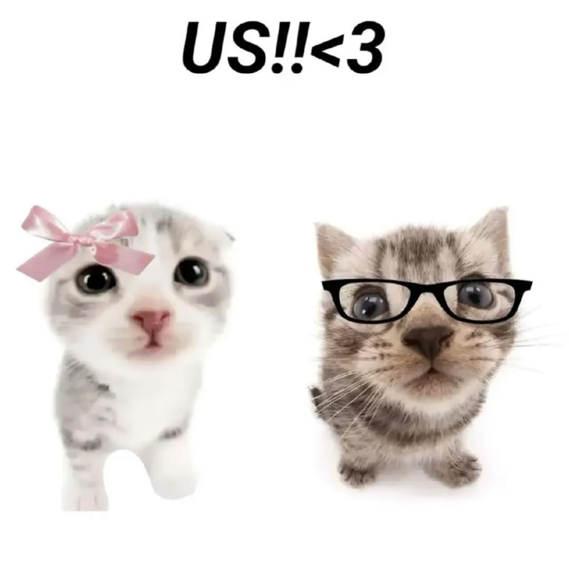cats.jpg (@catsdotjpg) on Twitter photo 