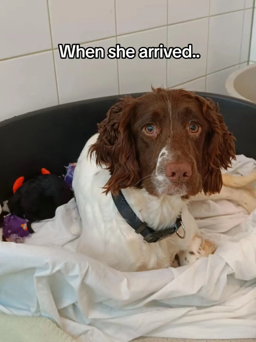 DogsTrust_IE's tweet image. This girl was adopted earlier this year and we love her new look - the hair do really suits her 😍 We wish Penny and her family all the luck in the 🌎
#transformationtuesday #spaniel