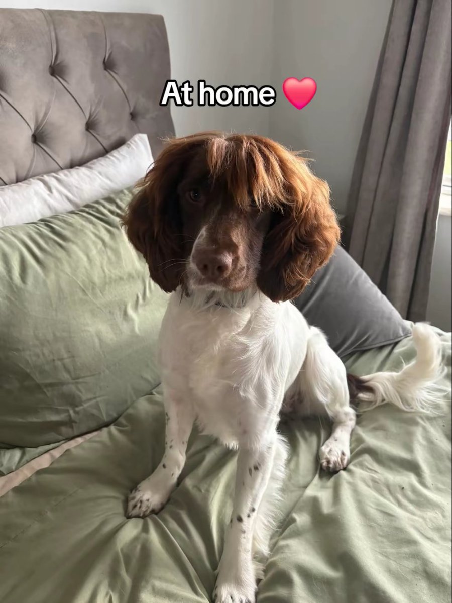 DogsTrust_IE's tweet image. This girl was adopted earlier this year and we love her new look - the hair do really suits her 😍 We wish Penny and her family all the luck in the 🌎
#transformationtuesday #spaniel
