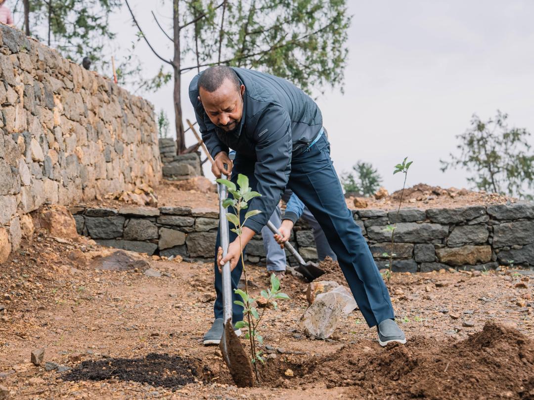 AbiyAhmedAli's tweet image. Renewal through Planting: This morning, we continued our planting initiative alongside staff members of the Office of the Prime Minister.