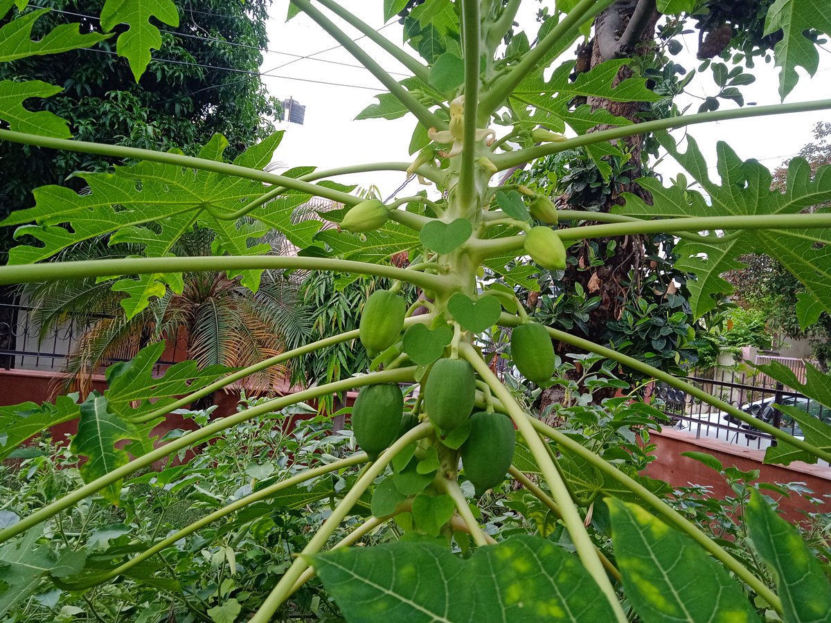 Hi good afternoon everybody aap sab kaise hain I hop aap sab theek Honge Meri kitchen garden ki picture I hope ab sab theek Honge
