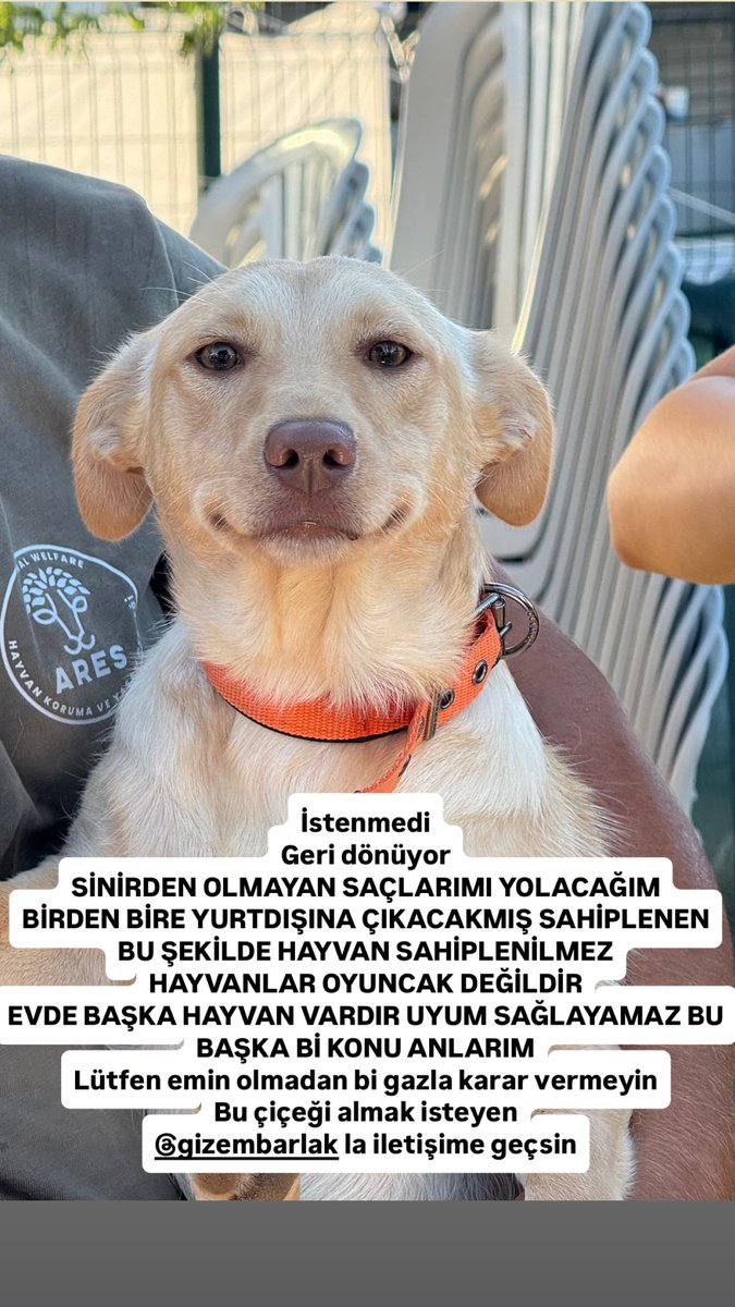 Maalesef gülümsemesi yarım kaldı…

İzmir'de yangından kurtarılan ve yeni ailesi tarafından sahiplenildiği anların görüntüleri paylaşılan köpek, yeni yuvasını arıyor.