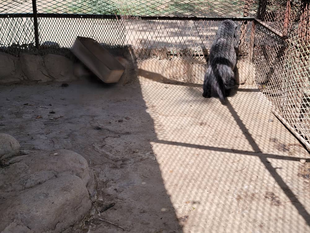 The Zoo Director has asked us to convey his love and respect to all our supporters and those helping to spread the word for sympathising with the animals of Taiz.  It means a lot to everyone there.  The new project will give the honey badger more space. ko-fi.com/friendsofyemen…
