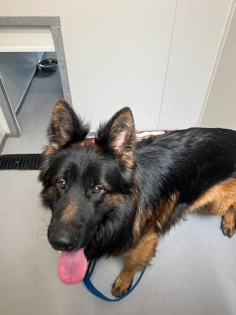 #FOUNDDOG: Male
AREA FOUND: Chelysmore
STRAY DOG NUMBER: 97/25

IF THIS IS YOUR DOG PLEASE CONTACT COVENTRY DOG WARDEN ON:
07976736 957 During office hours (Monday-Friday)
02476 83 2208 Out of hours (Evenings &amp; Weekends &amp; Bank Holidays)
PROOF OF OWNERSHIP REQUIRED