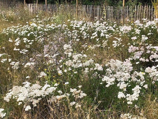 FFishponds's tweet image. All welcome at Fishponds Fields this Weds 9 July at 7:30pm. We’ll be discussing our recent BioBlitz, possible community gardening and how to improve the facilities for sports users. Entrance at 91a Hebdon Rd, Tooting @tootingnewsie #tooting #bioblitz