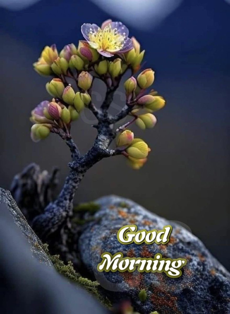 VolschenkGerna's tweet photo. #Goodmorning #Family and #Friends across the world 🌎 Have a #Lovelyday #Takecare #Staysafe #StayHealthy God bless you🙏  Love you all❤️  #HappyTuesday https://t.co/hU8r5G3dXN