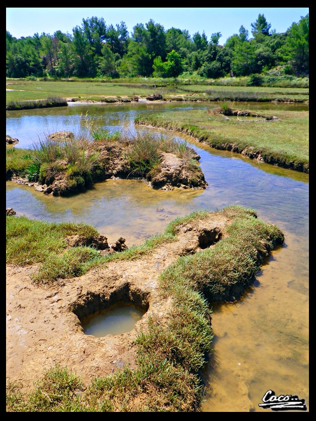 caco_darkage's tweet photo. Beautiful to see but a very hostile area full of deep holes that open up underfoot and lots of quicksand and sinking mud.
#photography #nature #naturephotography #landscapephotography #swamp #restrictedarea #quicksand #sinkingmud https://t.co/fnpKi9KqhI