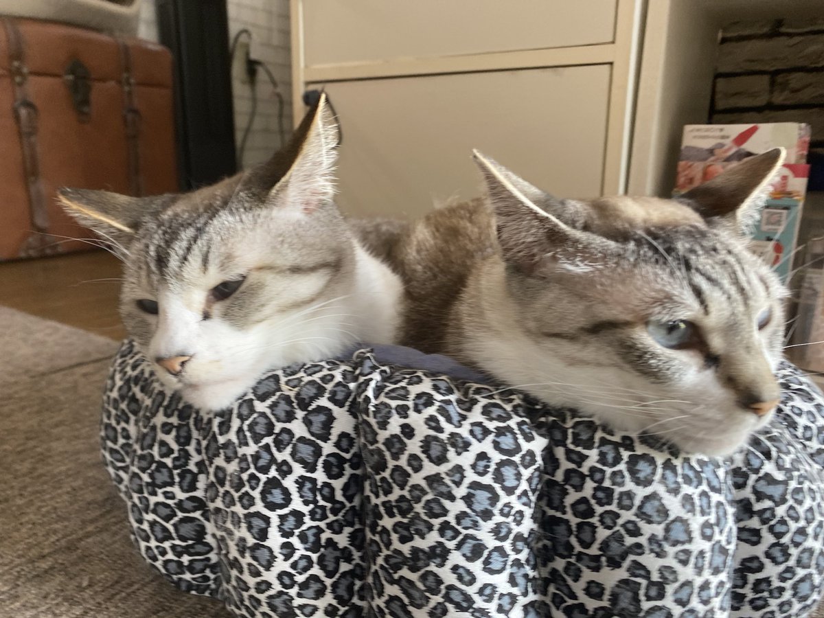 nekohige22's tweet image. 2匹で仲良くまったり✨