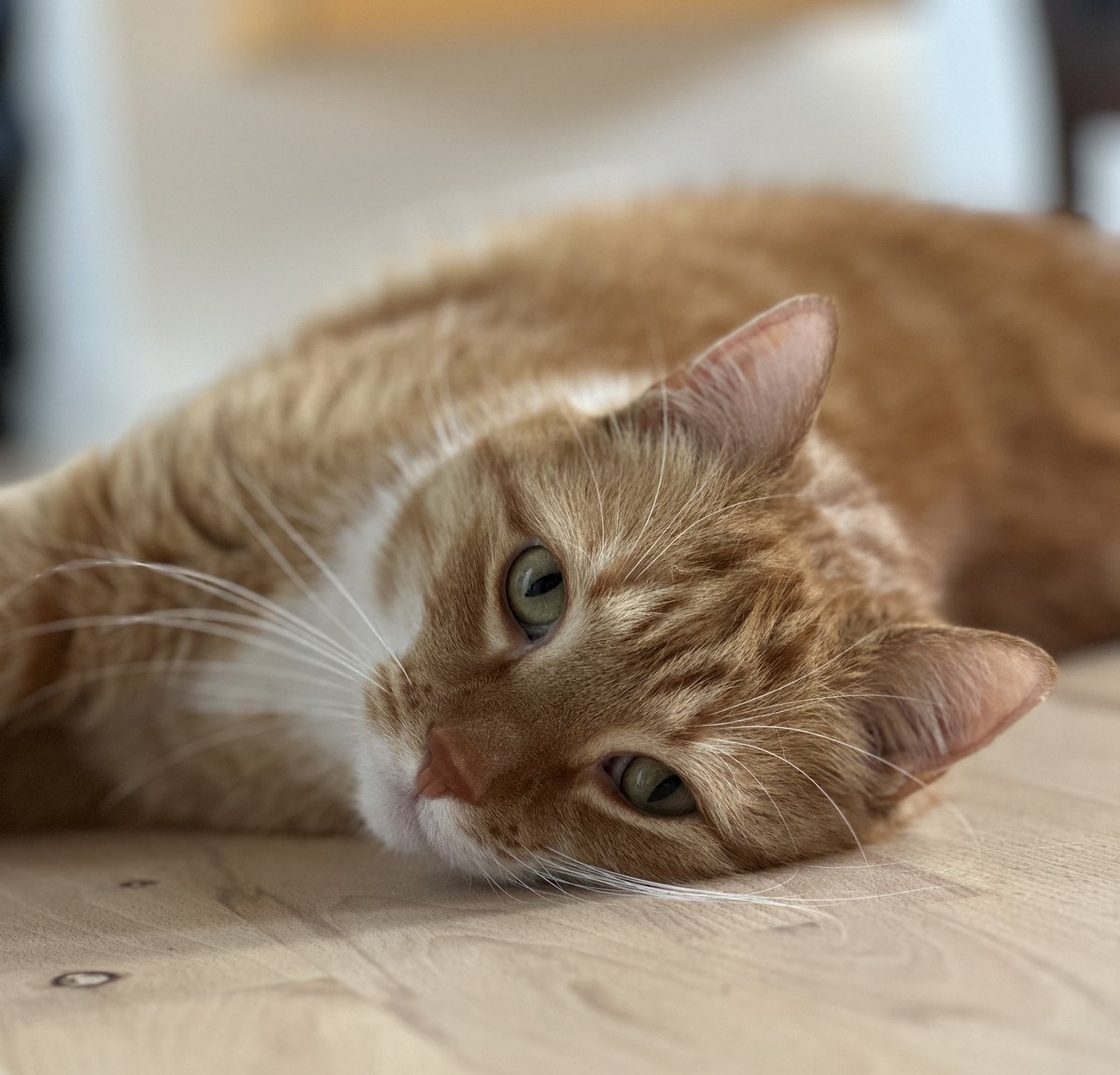 lumi 🦋 tweet media