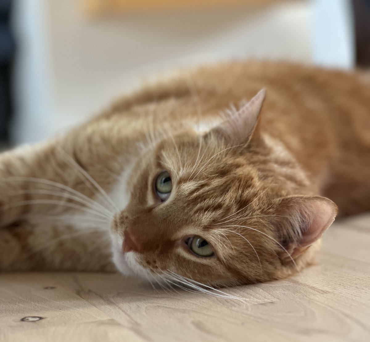 lumi 🦋 tweet media