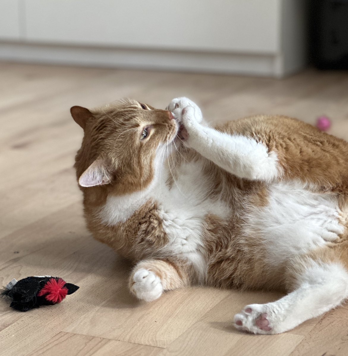 lumi 🦋 tweet media