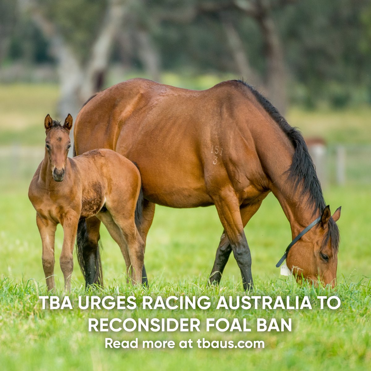 TBA Urges Racing Australia to Reconsider Foal Ban

"This aggressive approach taken by Racing Australia is an unfair and punitive attack on those people who are at the coalface of protecting our horses’ wellbeing: the breeders."

TBA President Basil Nolan calls for a more