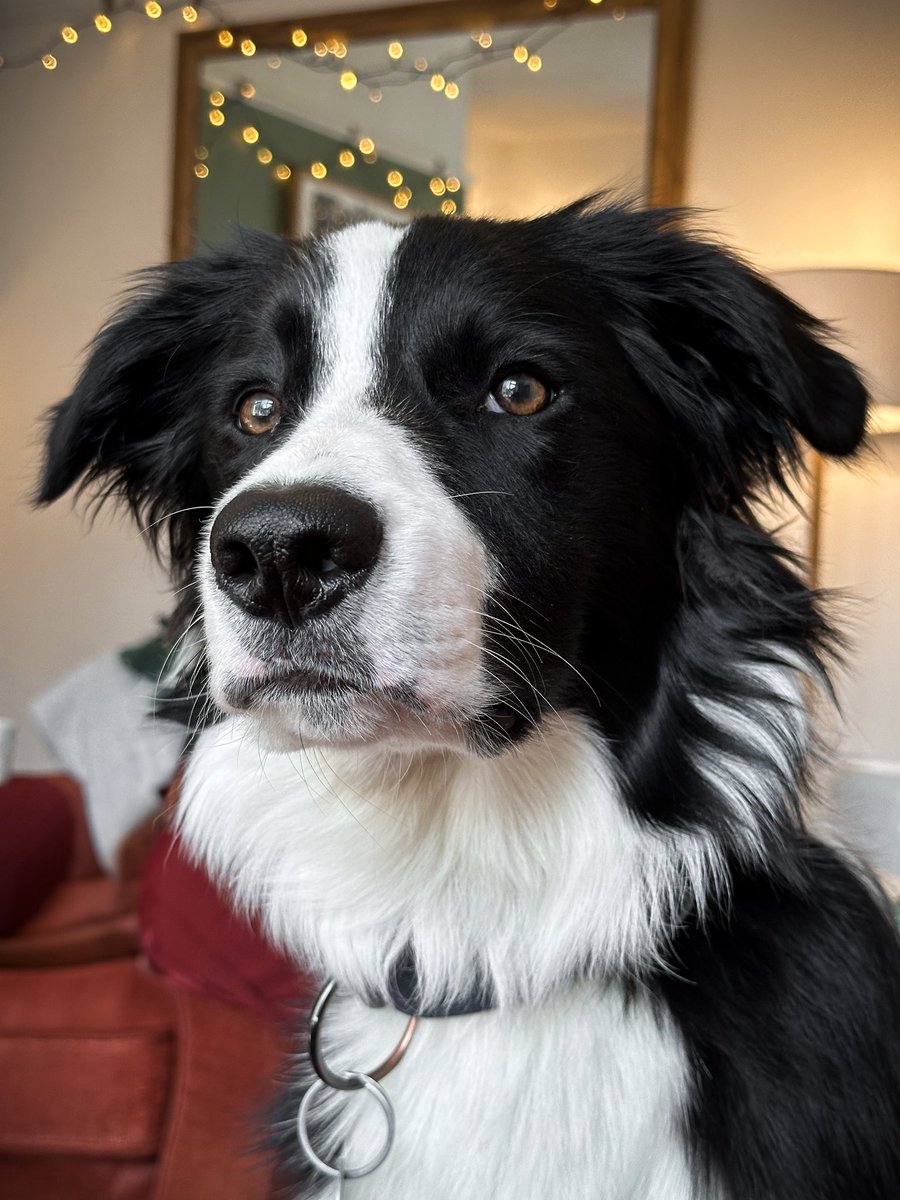 Harry Nesbitt 🐑 tweet media