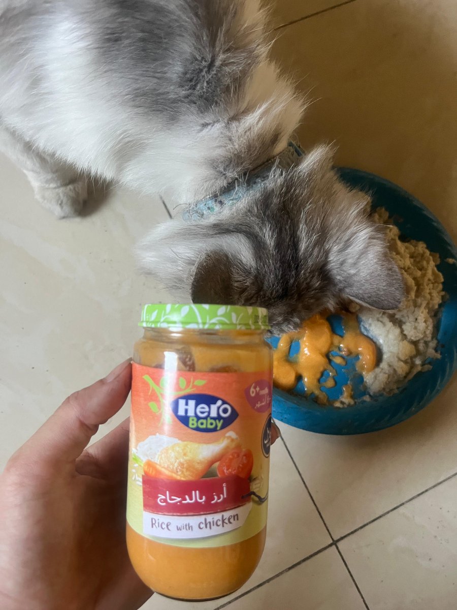 For about a week now, Tom has been refusing to eat the only thing I’ve had to offer him: bread soaked in water. I don’t know how he survived that long, barely licking at it once or twice a day. Since the Israeli occupation imposed its suffocating blockade on Gaza, banning all