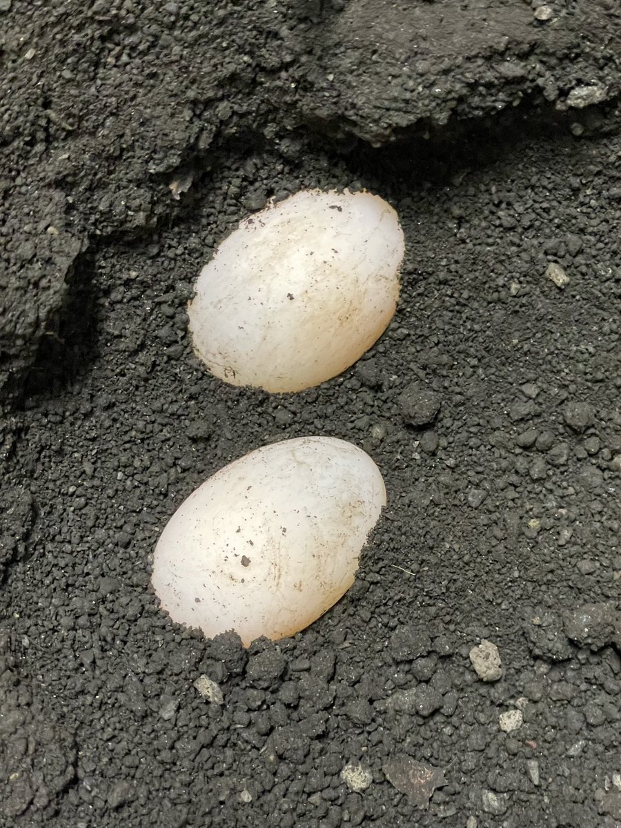 一昨日インシサが産んだけど、また無精くさい。
なんとなく原因はわかった。
原因取り除いてうまく行かなかったら、今後のインシサ繁殖は絶望的😇