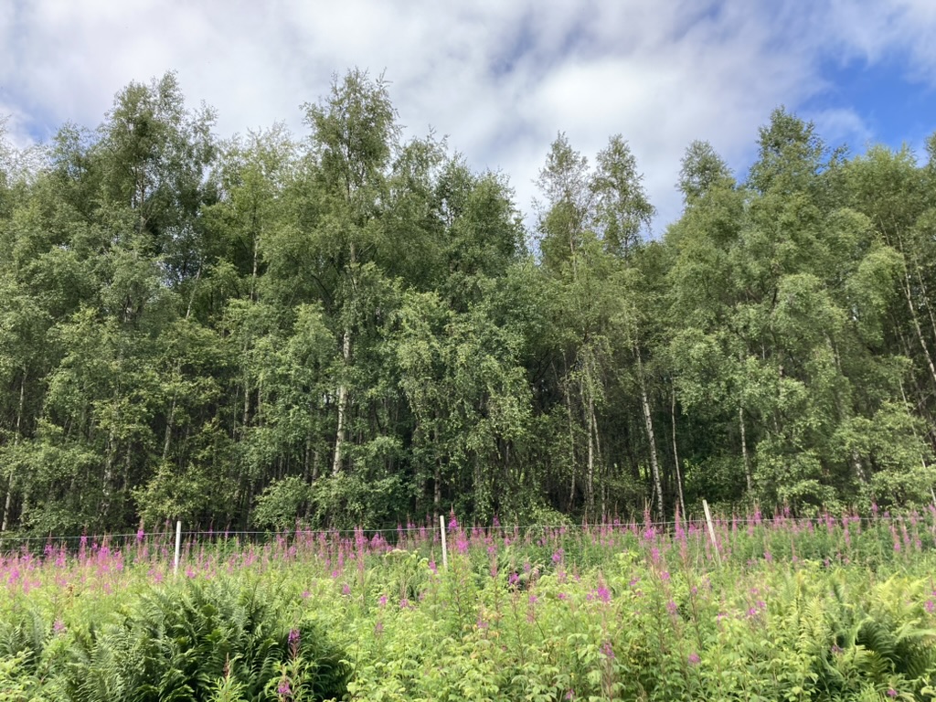 Our latest preprint: Genetic basis of traits and local adaptation in UK silver birch  
biorxiv.org/content/10.110…