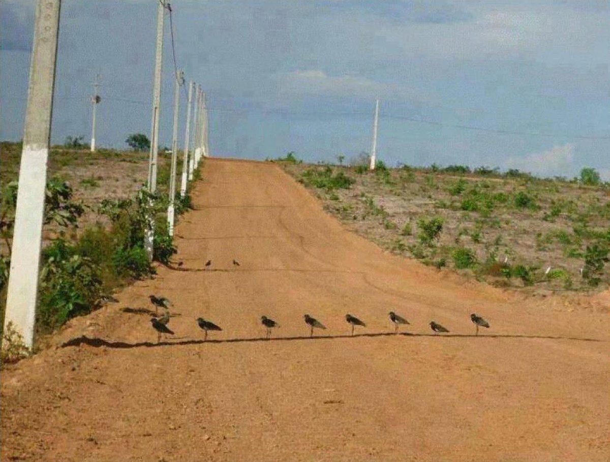 Gölgenin ne demek olduğunu bilenler, ağacı kesilenlerdir.

40 derece sıcaklık altında, buldukları incecik gölgede nefes almaya çalışan kuşlar.