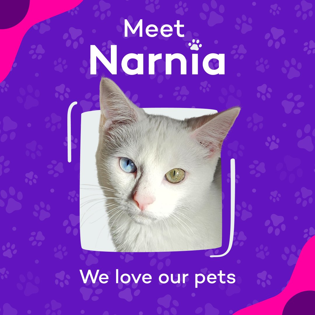 🐾Policy Expert Pet Spotlight✨ 

Meet Narnia, a gorgeous snowball! She's a diva but also a huge sweetheart. Catch her sitting like a human or scaling your door frames!  

📸 Thanks for sharing Narnia with us!  

#PolicyExpert #PetInsurance