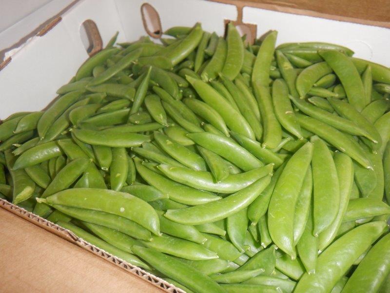 Vitafresh Produce tweet media
