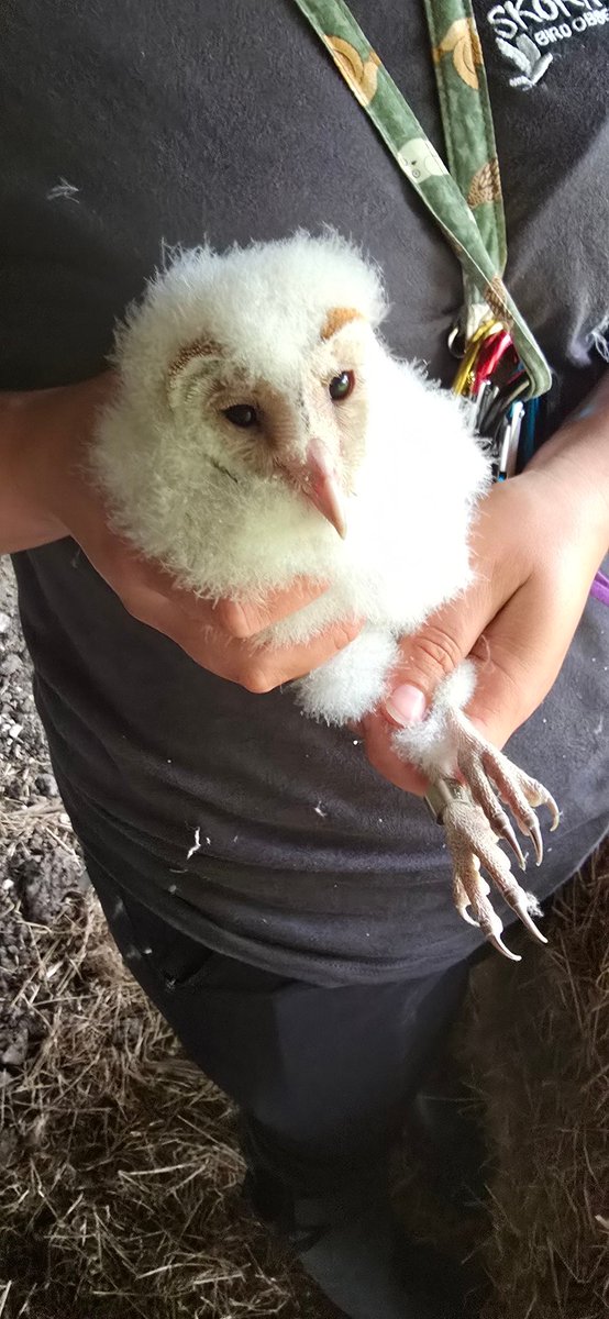 RingersWm's tweet image. Barn owls have had a tough year. Checks of our boxes with @No1FarmerJake at @OverburyEnt have seen us find 1 brood from 6 boxes, although adults have been noted at the boxes. This week we ringed a brood of 3, but did catch a bird that we ringed on the estate as a chick in 2023!
