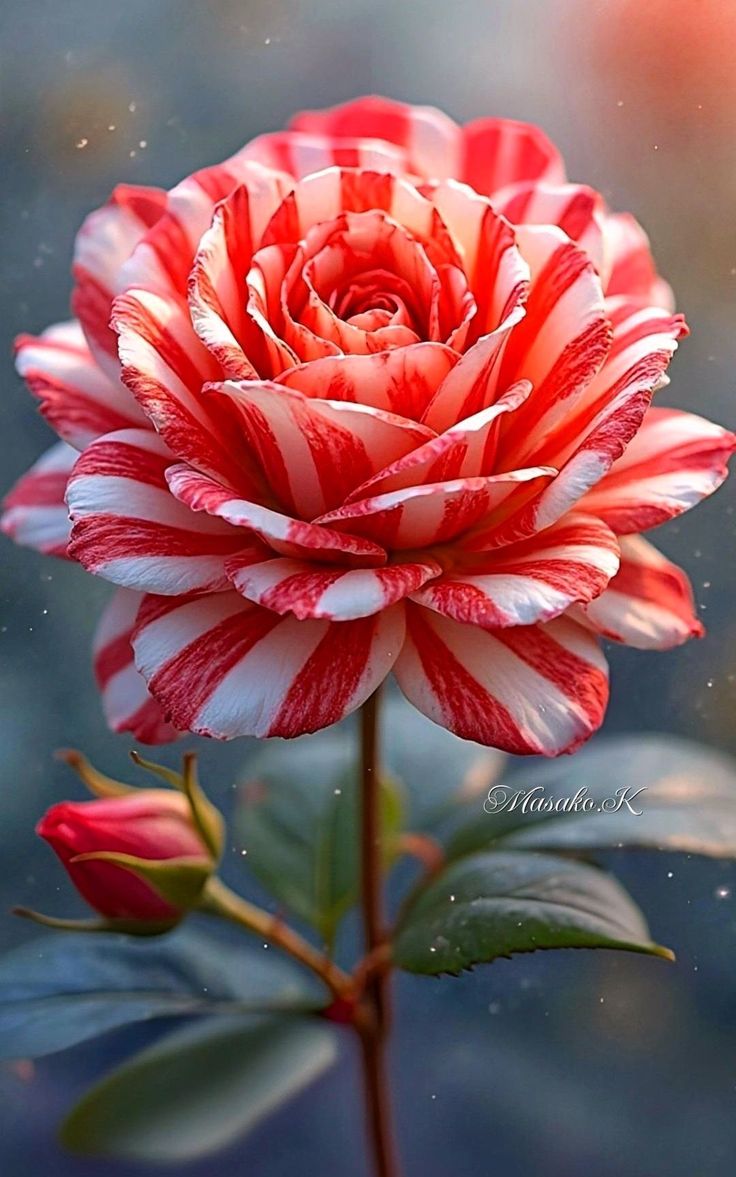 Roses 🌹 (@roseforyou43) on Twitter photo 