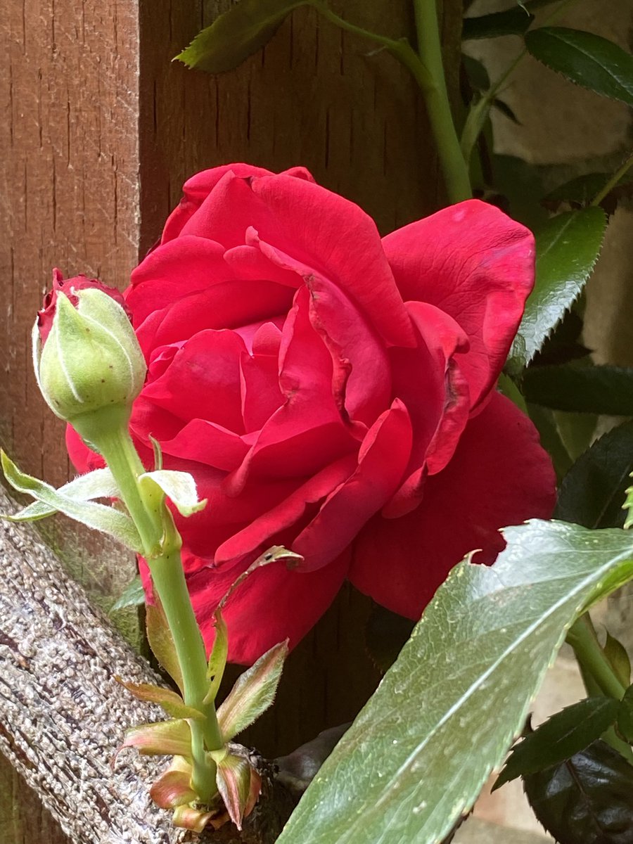 In the garden / Im Garten 2025/125

Rosa × ‘Crazy in Love’ Climbing rose / Kletterrose