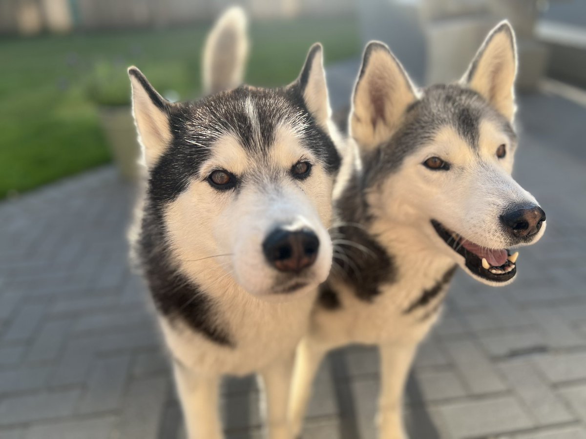 paulo_stewart's tweet image. As lovely as it was following our boy @tjakestewart @IsraelPremTech at @LeTour now we’re back in the real world I’m sitting in bed counting down the minutes until I can go and collect these 2 from kennels.
Daddies coming doggos 😜