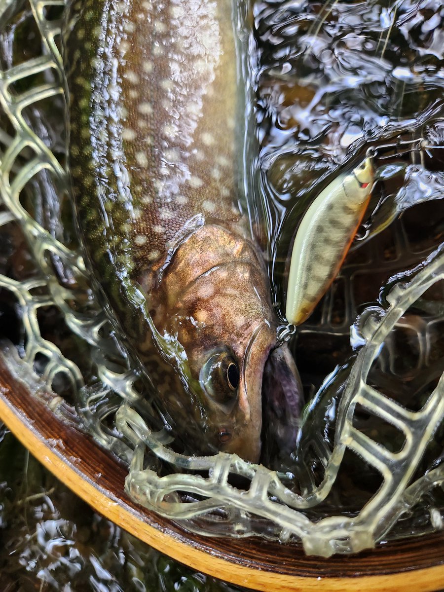 hanme6496's tweet photo. 尺上岩魚❗
#zicoミノー https://t.co/5VEp6RgA3d