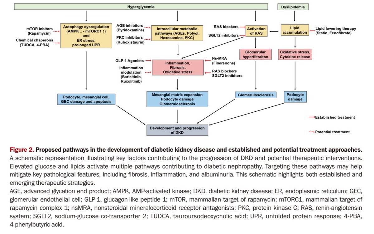 hardik4u24's tweet image. 🫘Diabetic Kidney Disease isn’t just about sugar!
Check out how ER stress, RAS, PKC,autophagy & lipids 🔄 fuel #DKD 🫘🧬
🎯Emerging therapies beyond SGLT2 & nsMRA👇
💥A visual deep dive from morphology➡️ metabolism!
#NephTwitter #DM #MedEd #Nephrology
📖doi.org/10.23876/j.krc…
