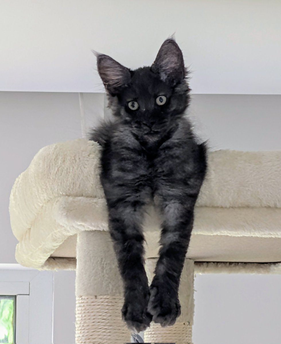 Dearest humans, my big paws and thoughtful tilt aren't just for show! They're signals for a vital quest: delicious snacks &amp; endless head scratches. My purr engine awaits! Who's in? 🐾❤️ Merlin, tiny guardian of hearts 🖤🐾#SnacksAndCuddles #SpoilMe #MaineCoonLife