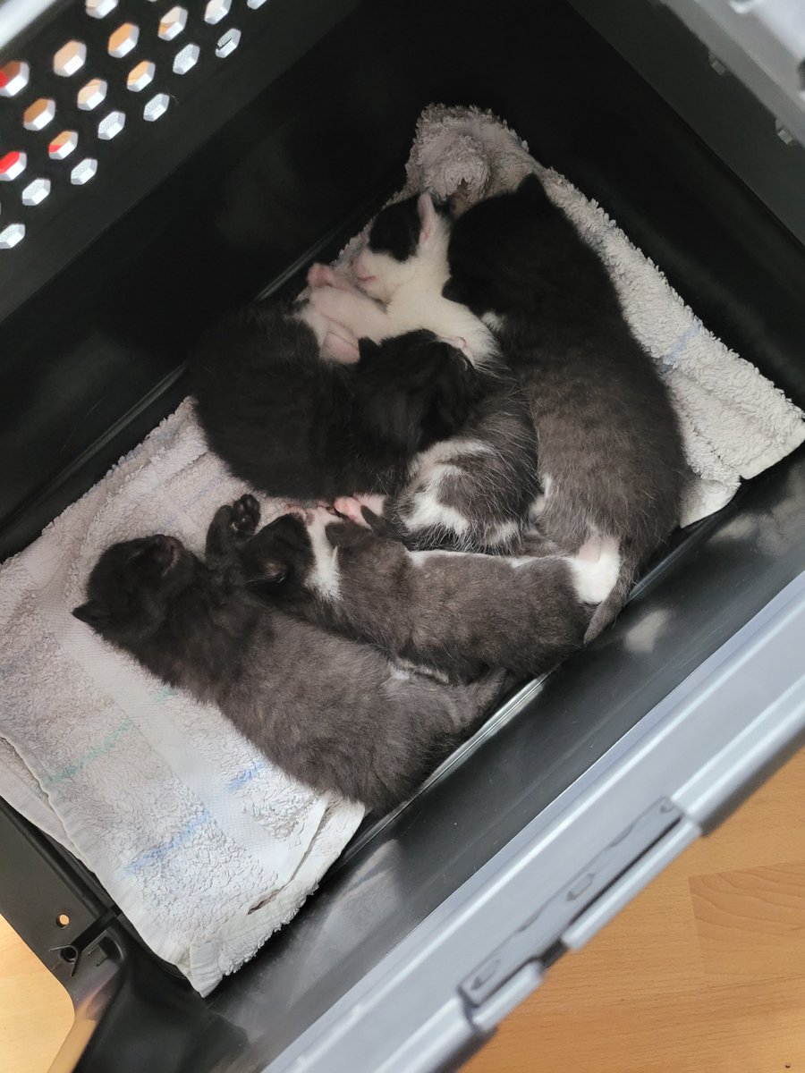 Just wanted to come by and let u all know I have little Baby Kittens now!

Might gonna call one of them Dax!