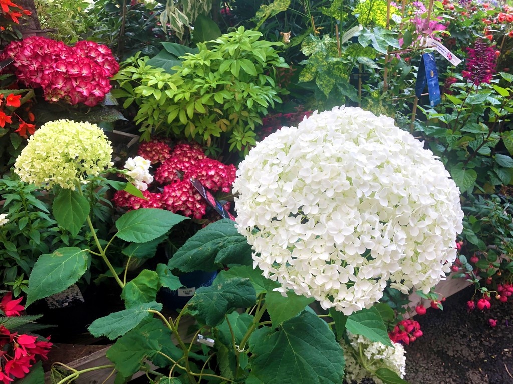 Great balls of flowers! This #hydrangea arborescens ‘annabelle’ has unbelievably big white ones! It’s giving it’s equally radiant neighbours quite the complex
#gardencentre #since1983 #socialenterprise #camdentown #northlondongardeners #trainingandemploymentopportunities
